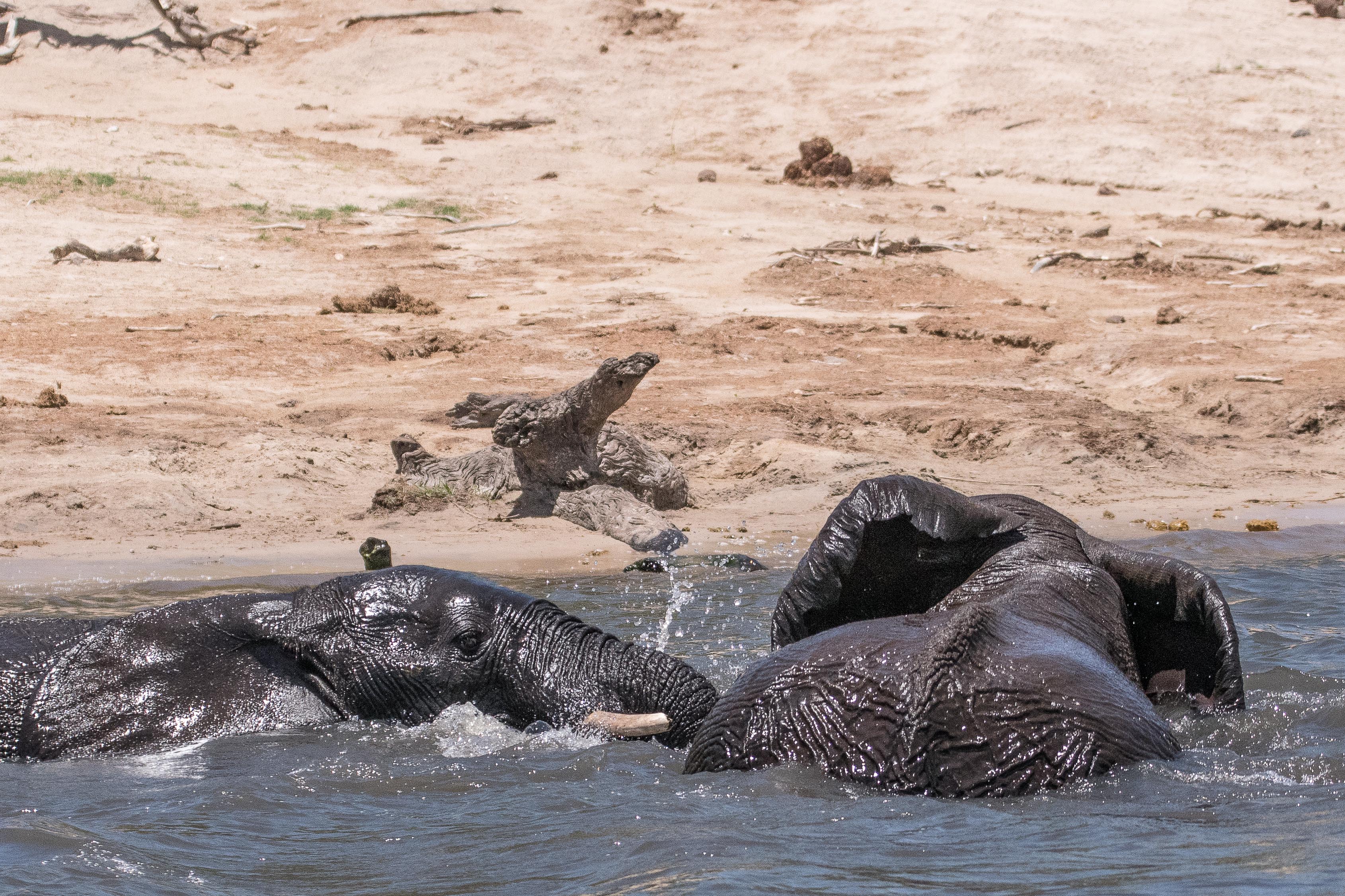 Eléphants de savane Africains (African bush elephants, Loxondota africana), fin de la joute de 2 jeunes mâles, Chobe National Park, Botswana.